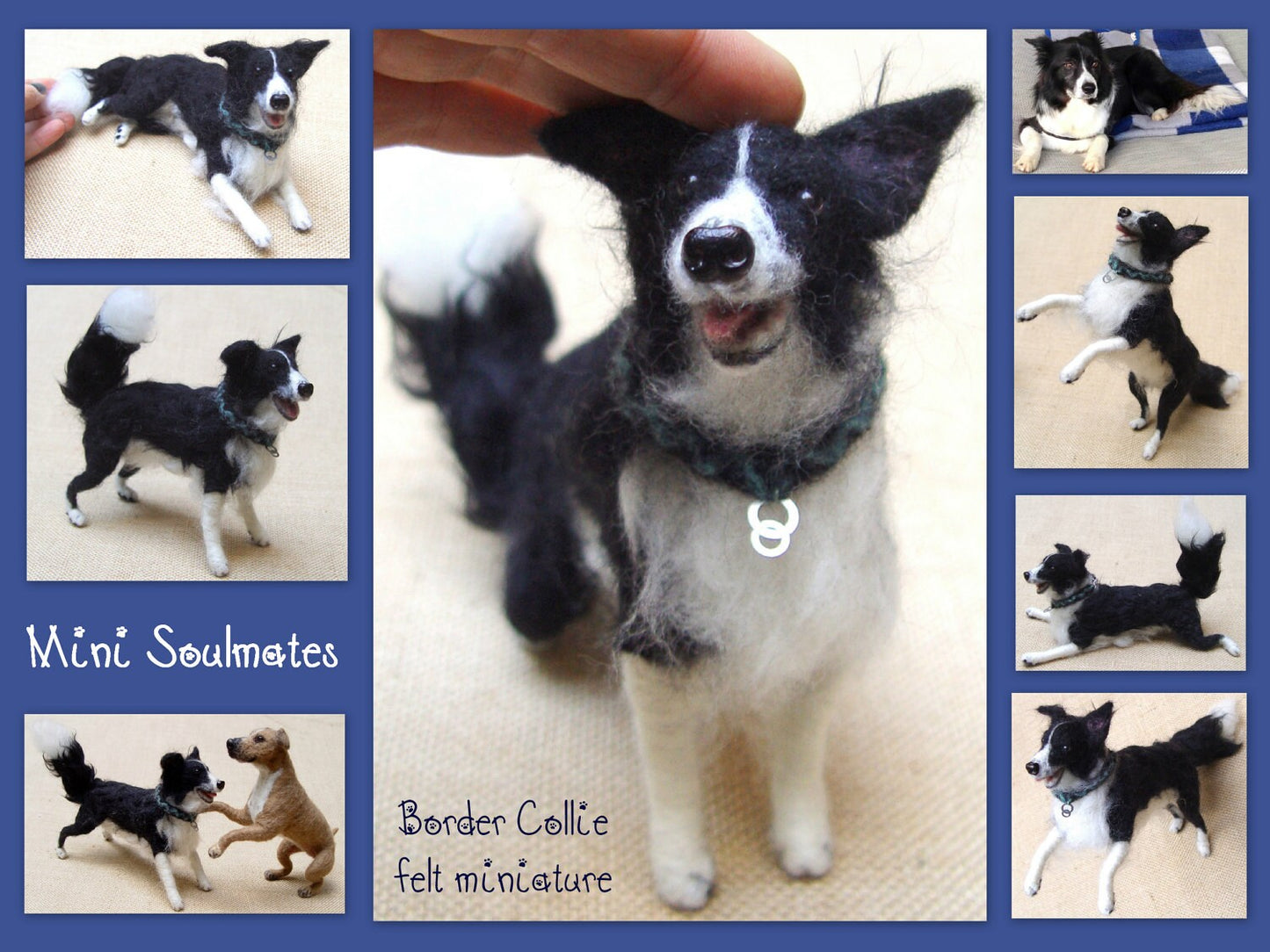 Australian Shepherd & Border Collie