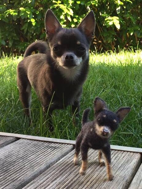 Chihuahua needle-felt dog replica