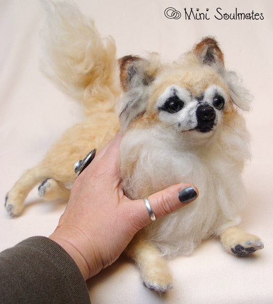 Chihuahua miniature