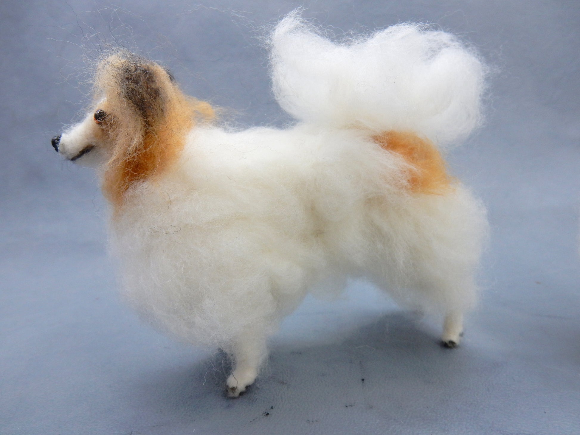 Ready to ship fawn Papillon miniature