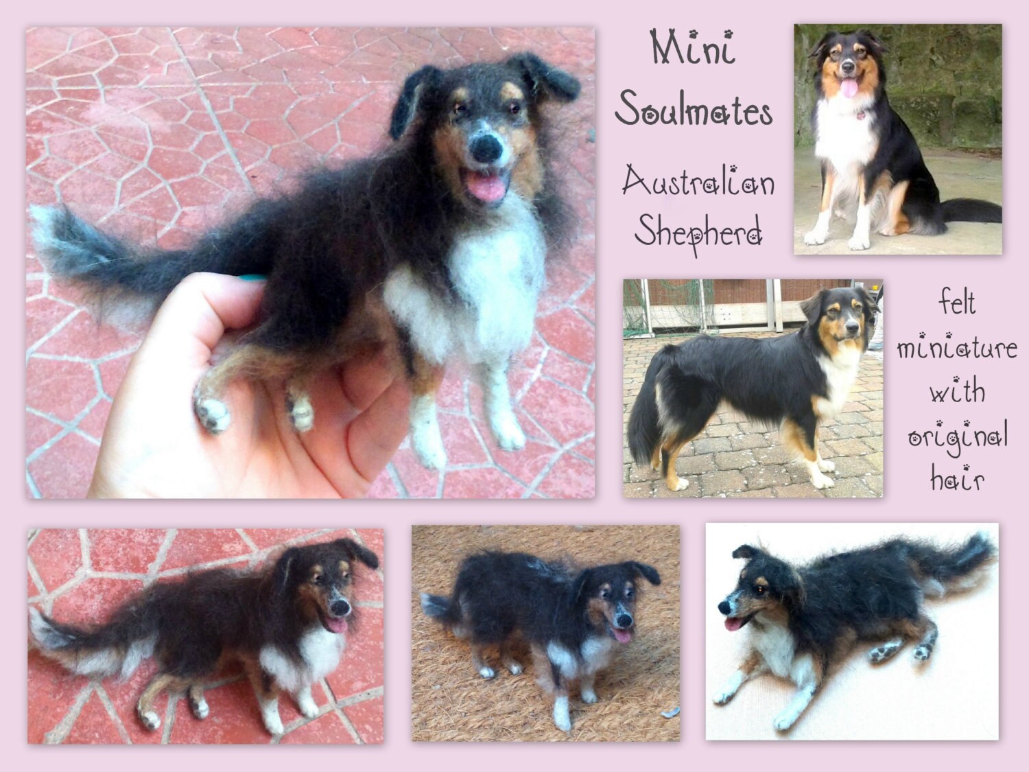 Australian Shepherd & Border Collie