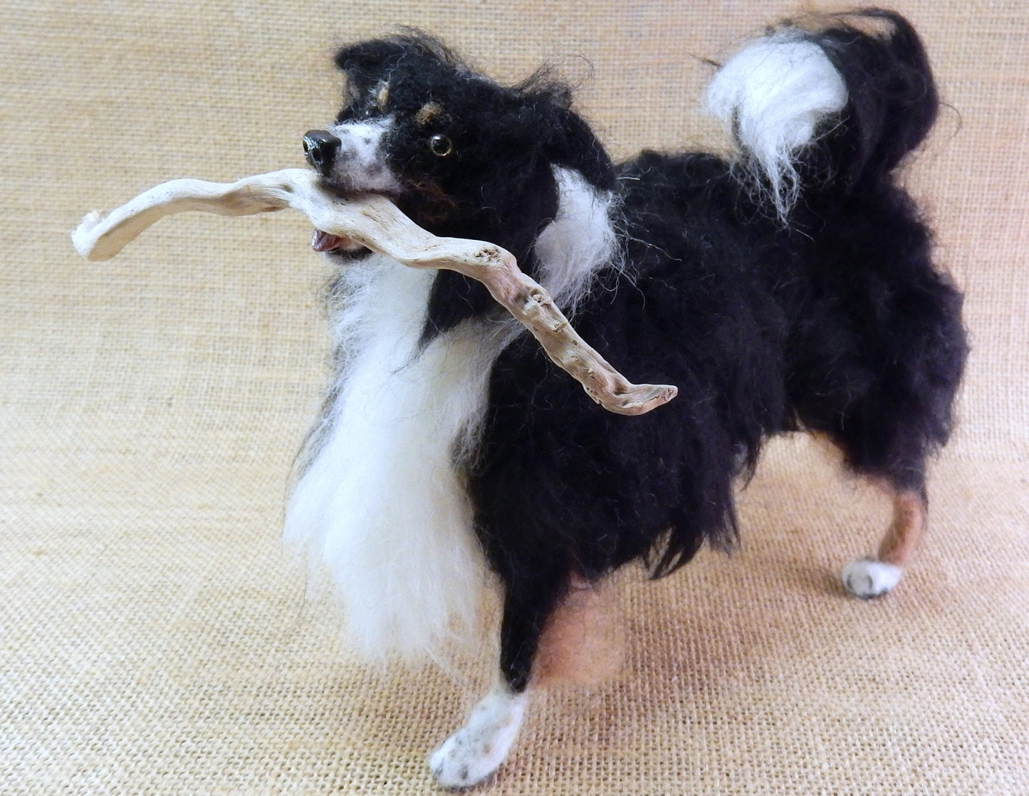 Australian Shepherd & Border Collie