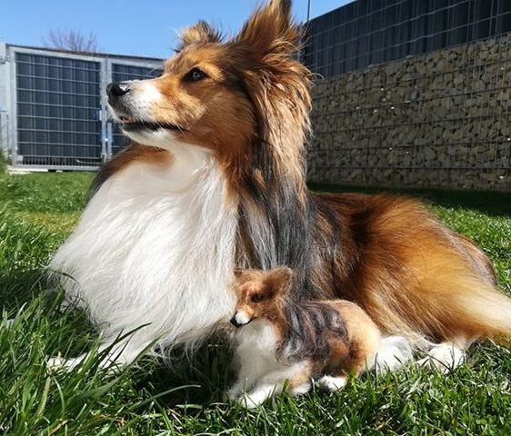 Sheltie needle-felted dog miniature Rough Collie dog replica