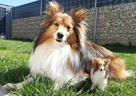 Sheltie needle-felted dog miniature Rough Collie dog replica