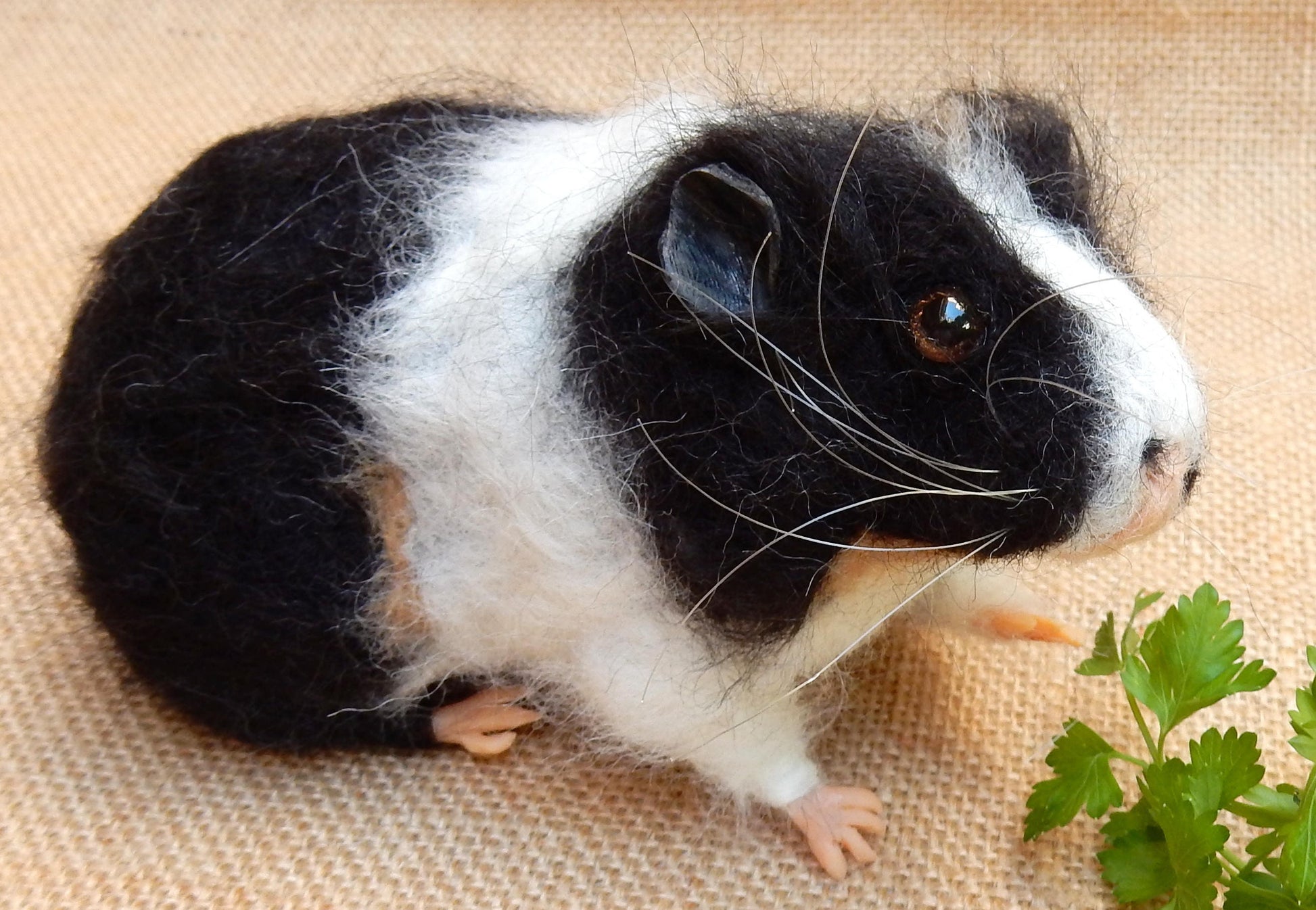 English Guinea Pig miniature