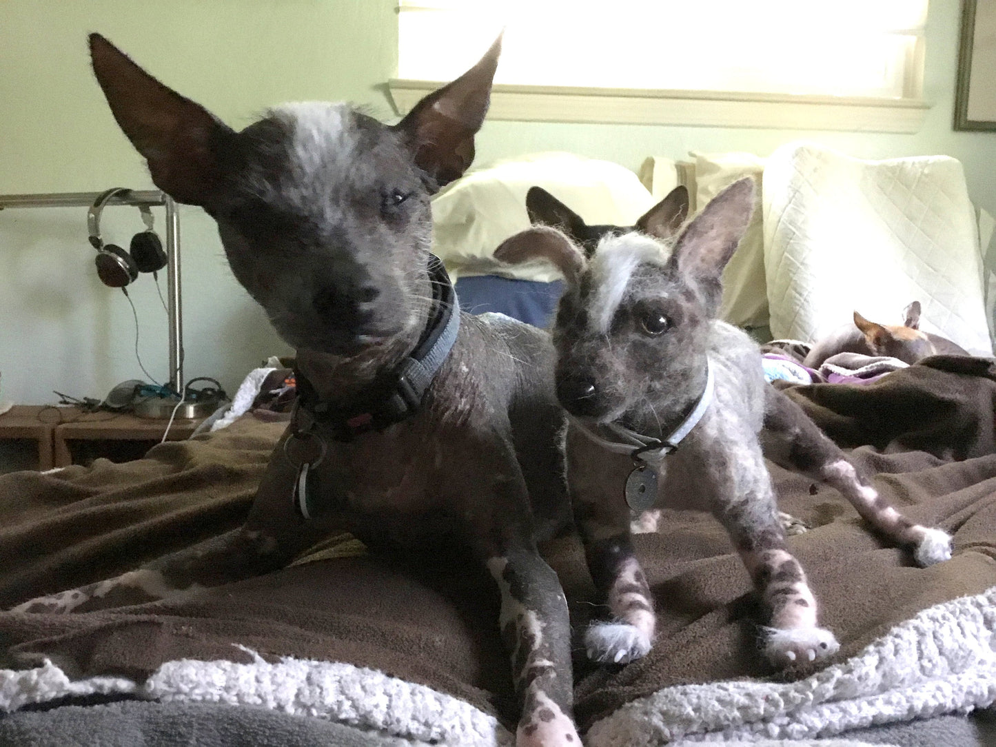 Xolo needle felted dog replica