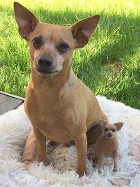 German Pinscher needle-felted dog miniature