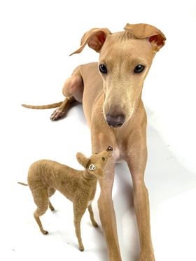 Italian Greyhound needle felted dog miniature custom felted dog replica