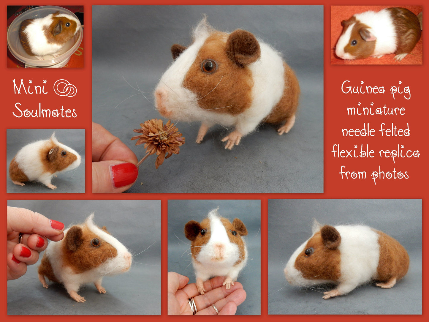 English Guinea Pig miniature