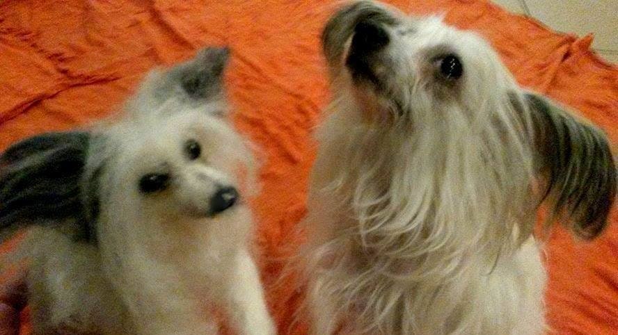 Chinese Crested Powderpuff needle-felt dog replica