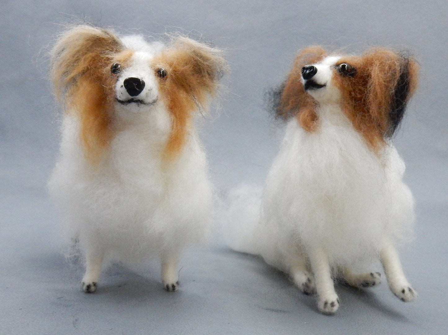 Ready to ship fawn Papillon miniature