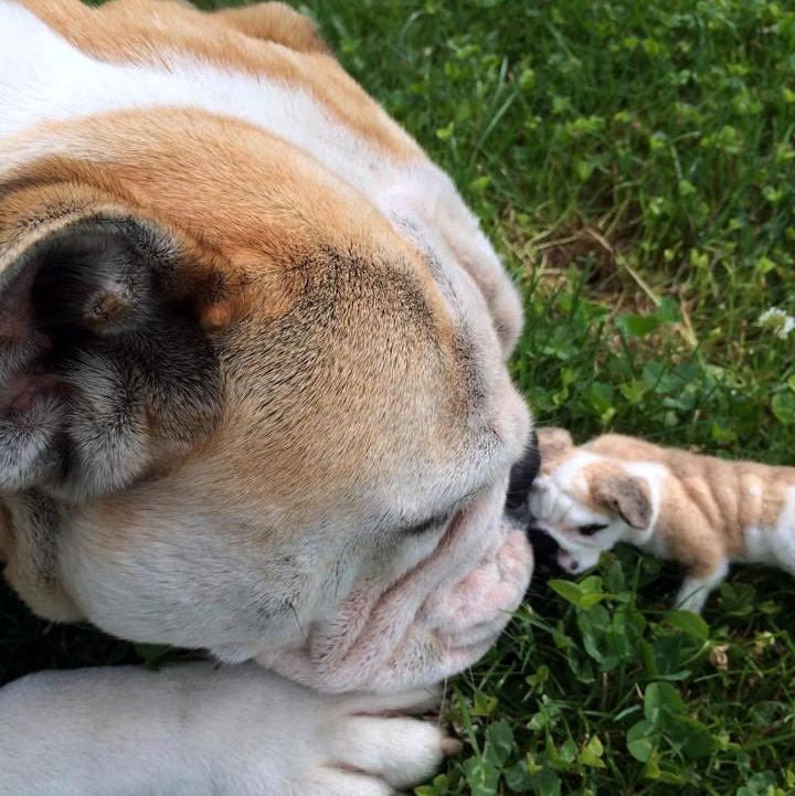 English Bulldog art needle-felted dog replica